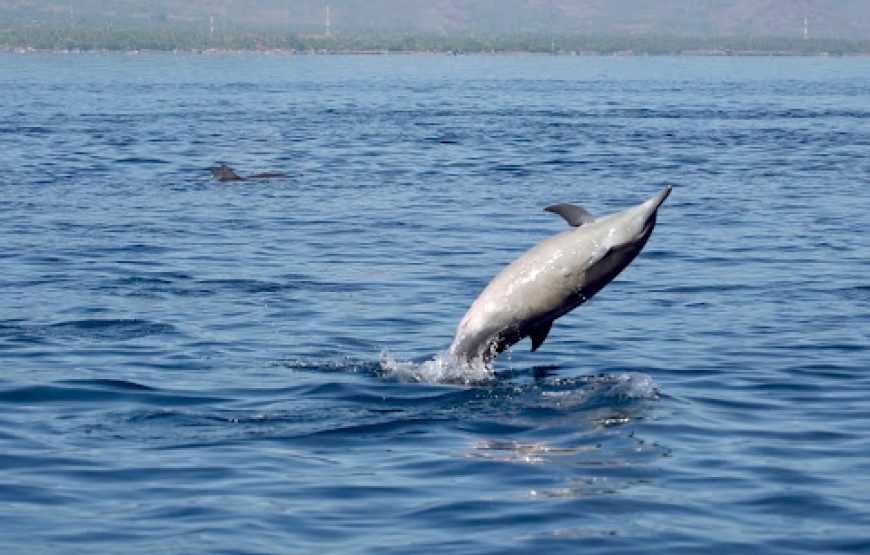 Northern Wonders Dolphin Watching & Highland Serenity
