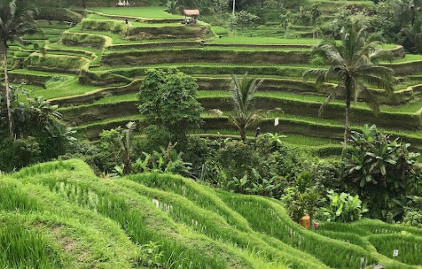 Ubud Swing & Scenic Landscape Experience