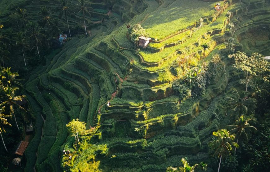 Exclusive Ubud Cultural Tour