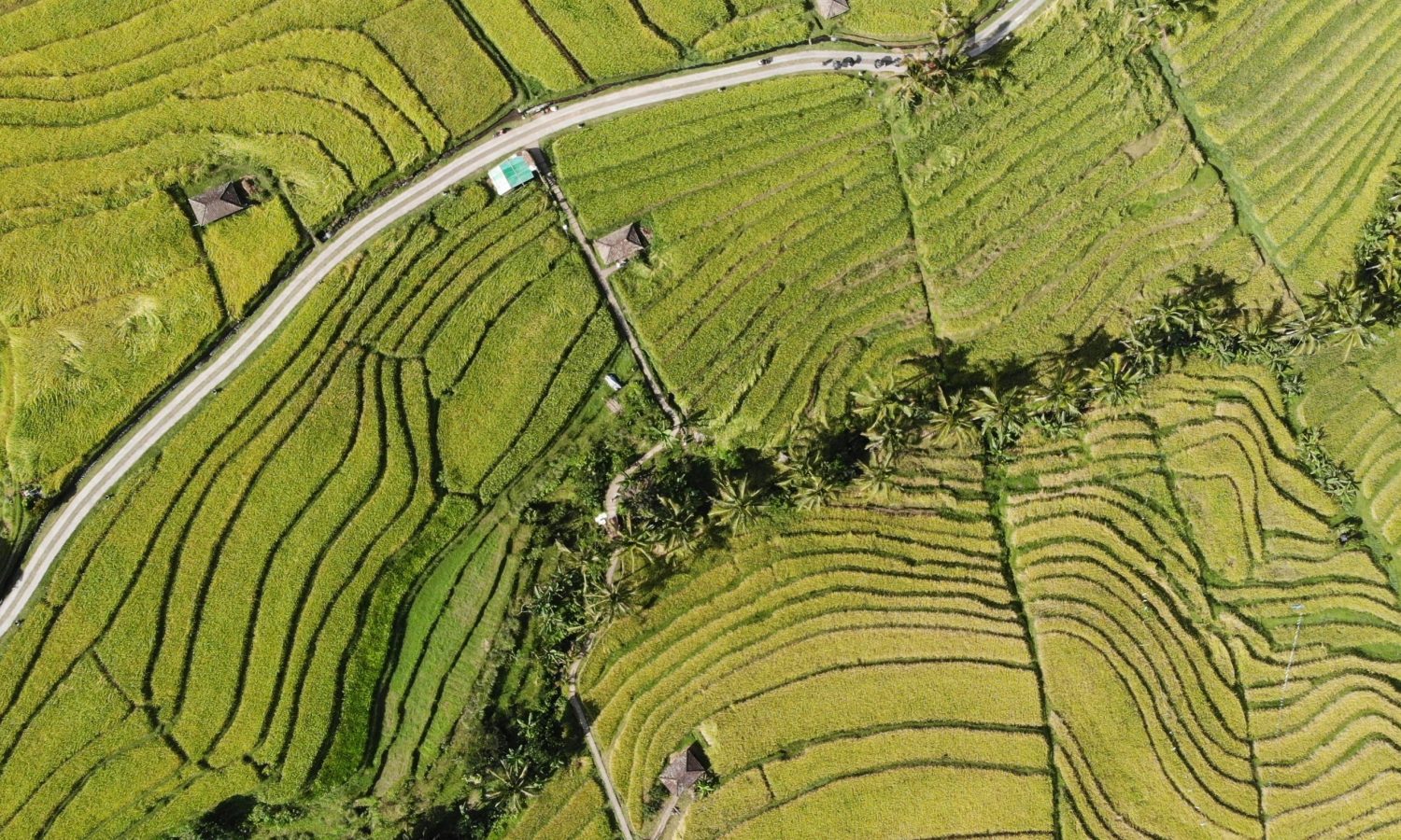 Jatiluwih Rice Terrace