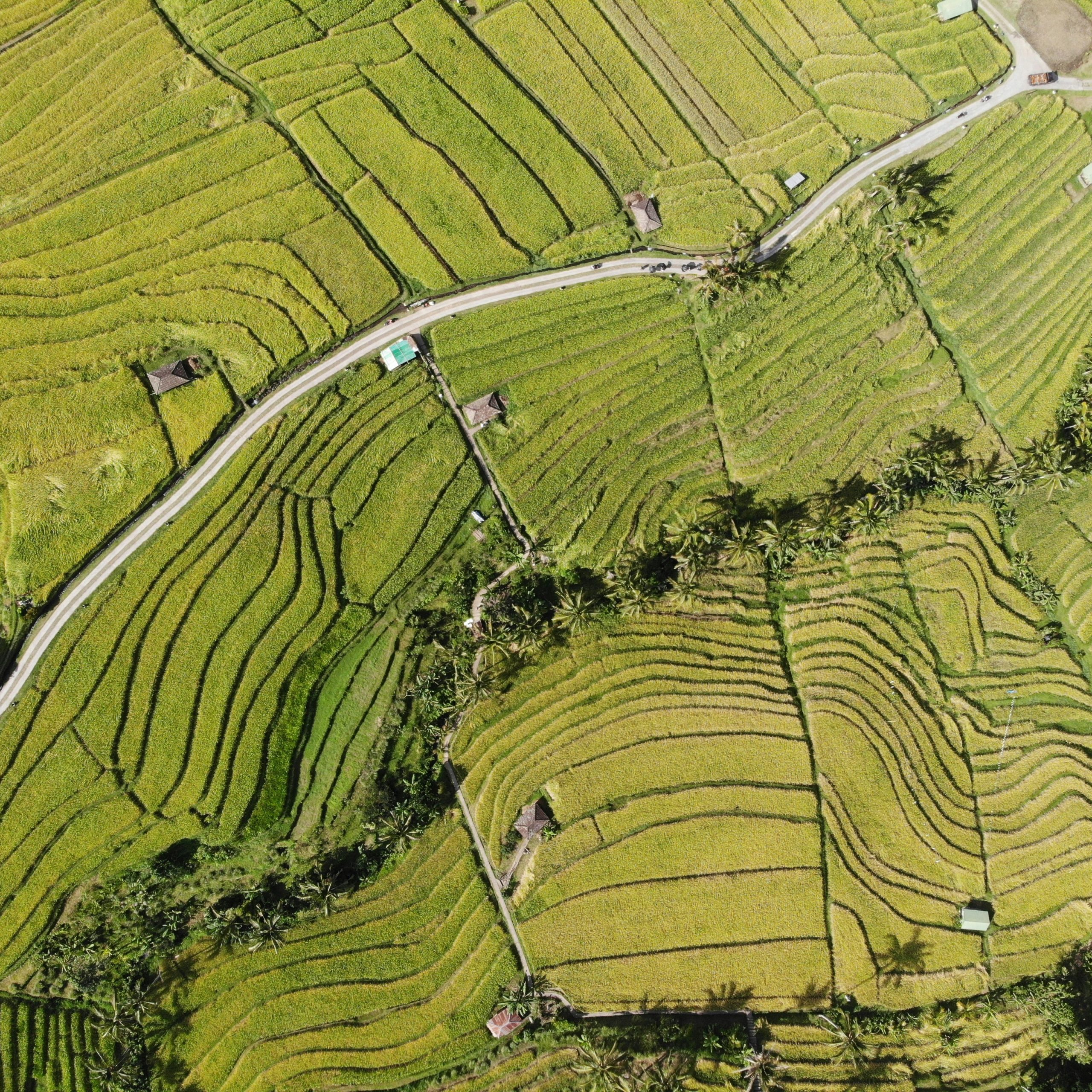 Bali Rice Terraces: Explore the Beauty of Jatiluwih in Tabanan