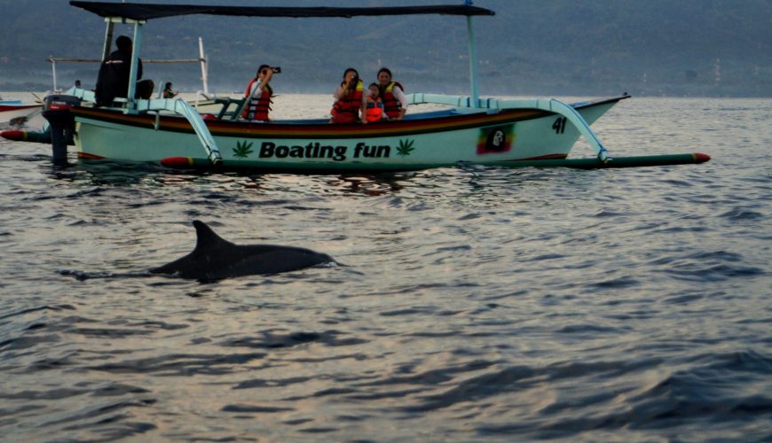 Lovina Dolphin
