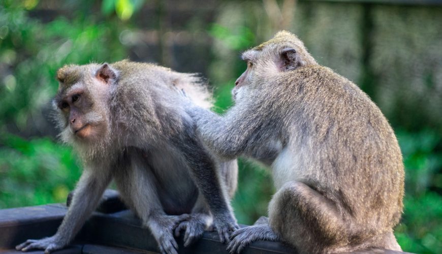 Monkey Forest