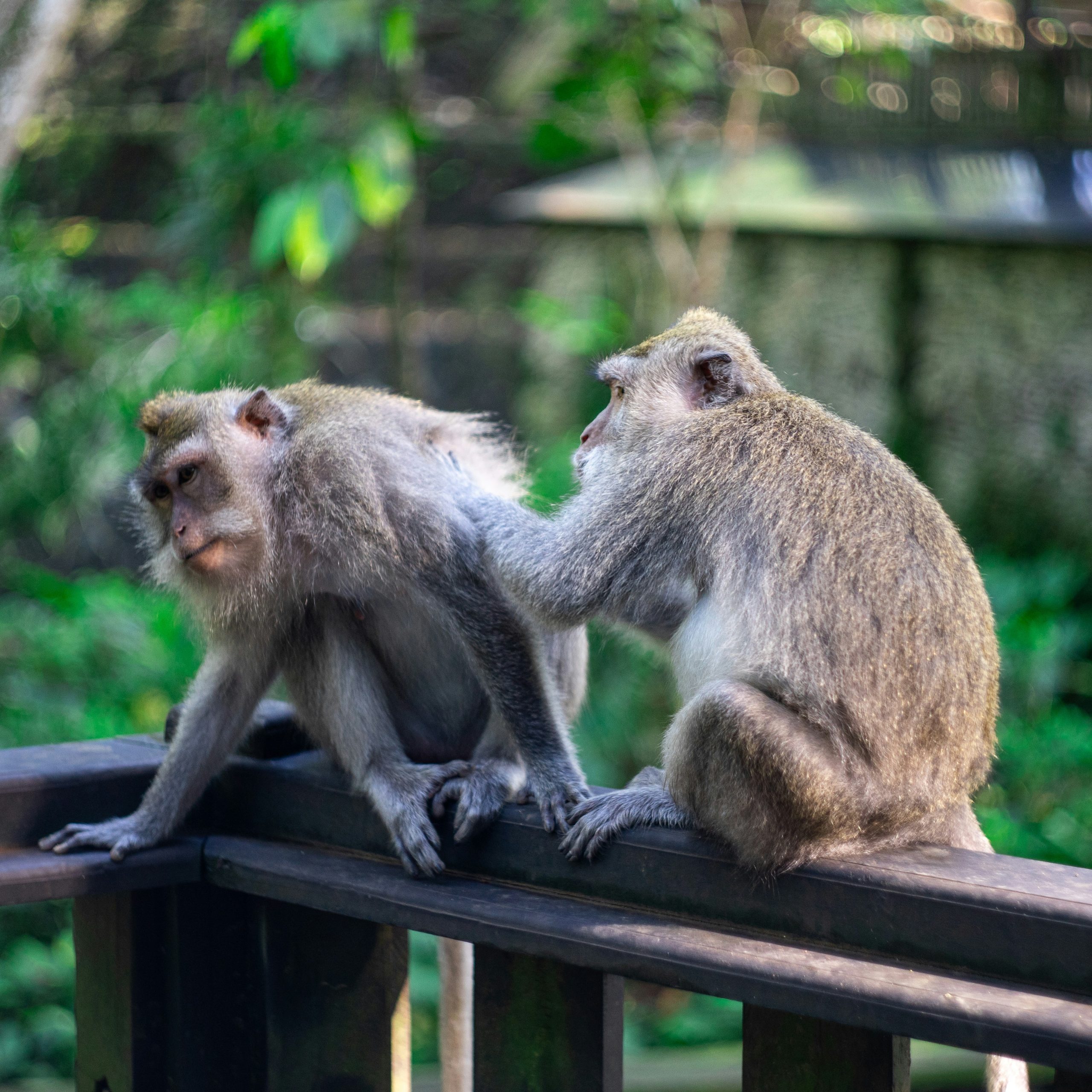 Monkey Forest