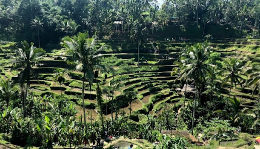 Tegallalang Rice Terrace