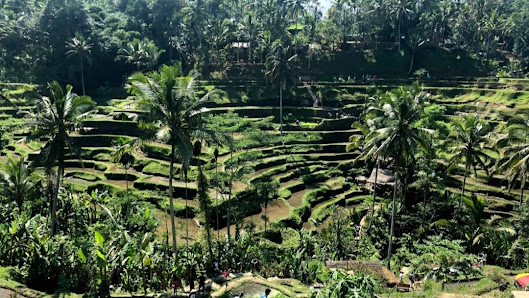 Tegallalang Rice Terrace